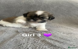 Shih Tzu dogs for sale: 🐶Shih tzu puppies for sale 🐶 - Image 4