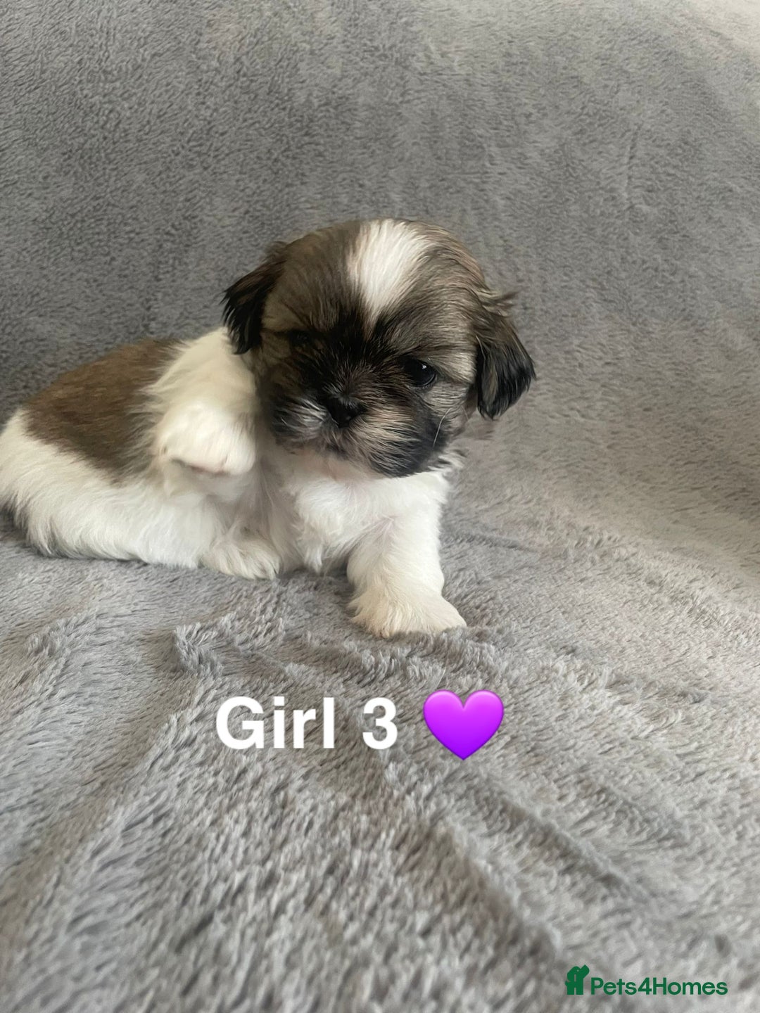 Shih Tzu dogs for sale: 🐶Shih tzu puppies for sale 🐶 - Image 4