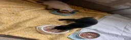 Russian Blue cats for sale: Russian blue mixed breed kittens  - Advert 6
