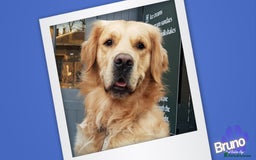 Golden Retriever dogs for stud: KCReg Well Proven Golden Stud, Health & DNA Tested in Wilmslow - Image 14
