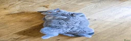 British Shorthair cats for sale: British shorthair  - Advert 8
