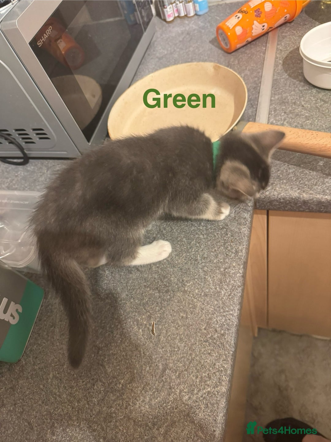 Domestic Shorthair cats for sale: Adorable Loving Kittens Looking for Forever Homes! - Advert 20