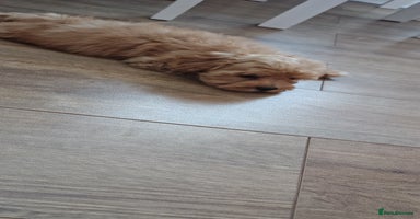 Maltipoo dogs - Advert 3