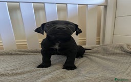 Mixed Breed dogs for sale: Labrador x French Pointer puppies - Image 2