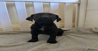 Mixed Breed dogs - Advert 2