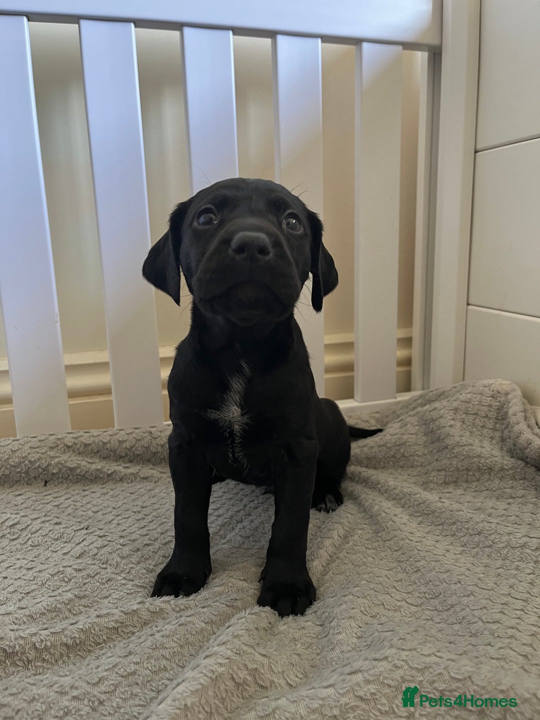 Mixed Breed dogs for sale: Labrador x French Pointer puppies - Image 2