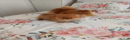 Pomeranian dogs for sale: Full breed pomeranian male puppy for sale - Advert 9