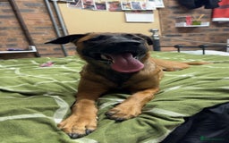 Mixed Breed dogs for sale: URGENT REHOME. Beautiful 6 month Belgian malinois  - Image 7