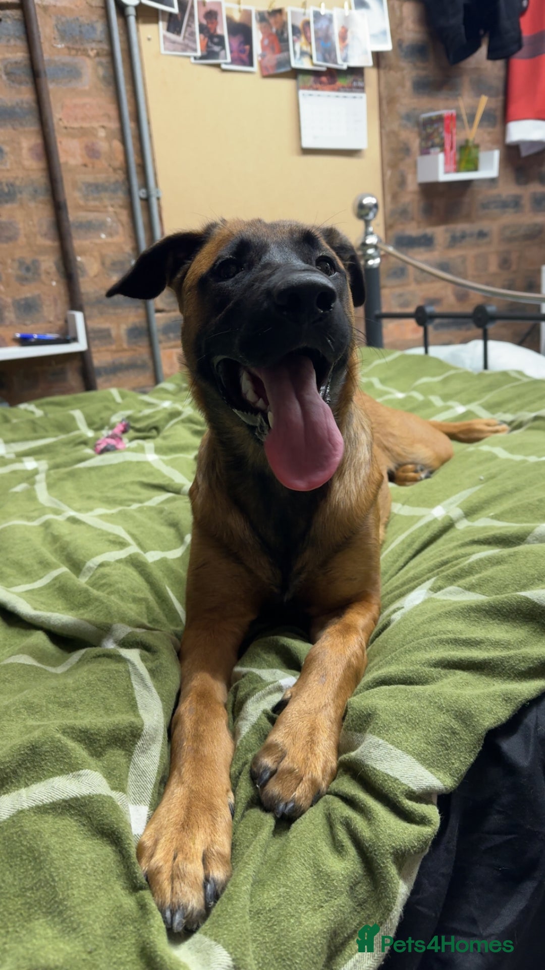 Mixed Breed dogs for sale: URGENT REHOME. Beautiful 6 month Belgian malinois  - Image 7
