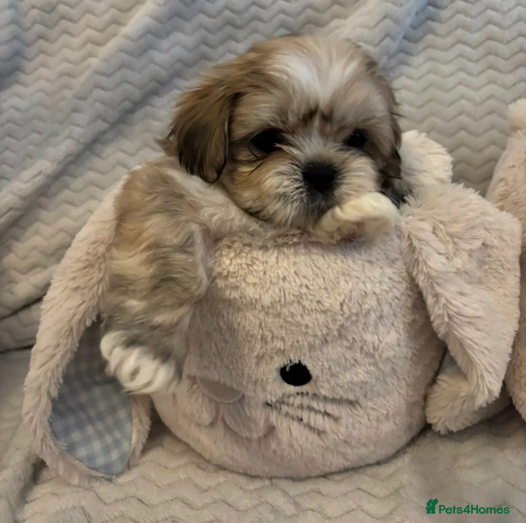 Shih Tzu dogs for sale: Ready to go 17.04.26 - Advert 2
