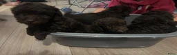 Cavapoo dogs for sale: Rare FB1 Chocolate brown Cavapoos - Advert 9