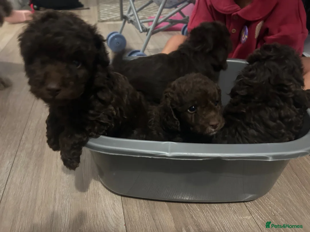 Cavapoo dogs for sale: Rare FB1 Chocolate brown Cavapoos - Advert 9
