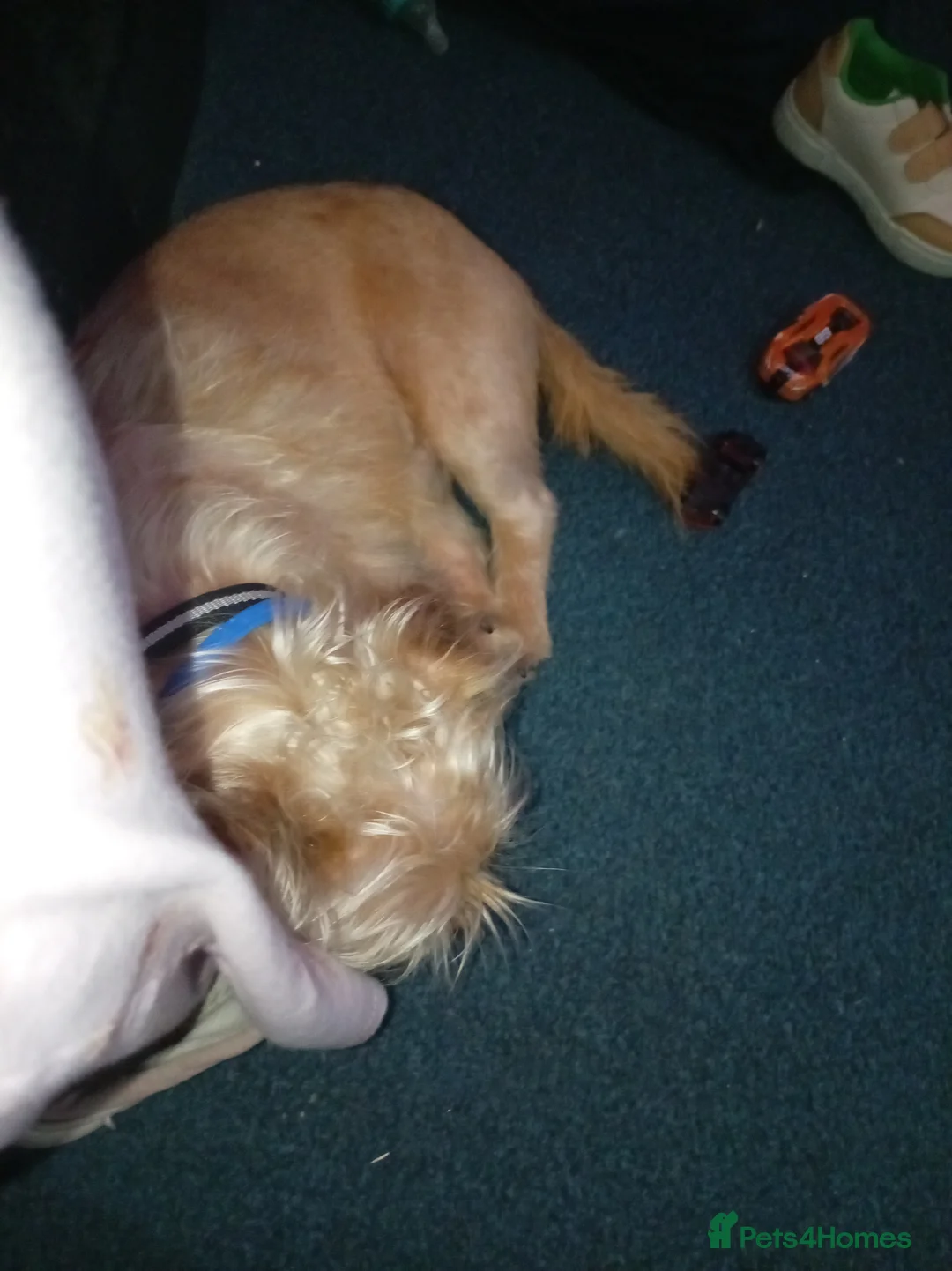 Shorkie dogs for sale: Shorkie 8 m old  - Advert 3