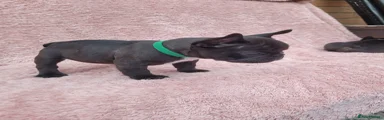 French Bulldog 1