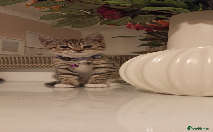 Mixed Breed cats - Advert 25