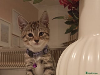 Mixed Breed cats - Advert 13