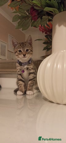 Mixed Breed cats - Advert 11