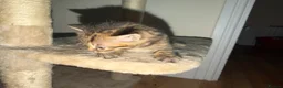 Mixed Breed cats for sale: 2 Kittens for sale - Advert 11