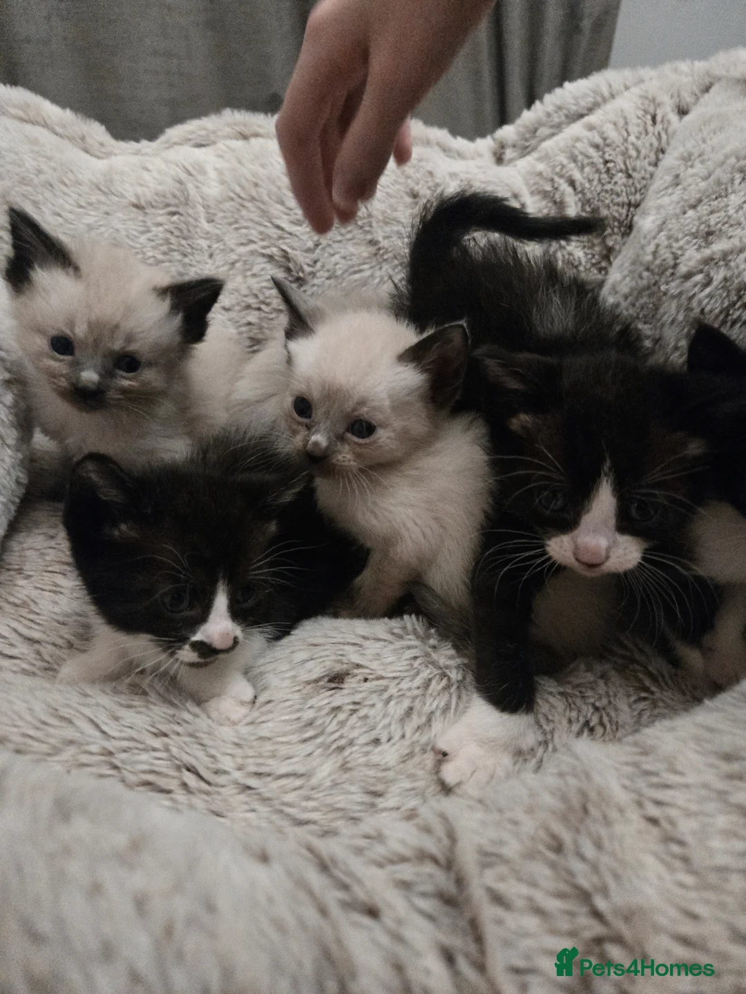 Siamese cats for sale: Beautiful siamese boys and girls  - Advert 27