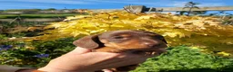Miniature Dachshund dogs for sale: perfect true to type miniature Dachshund puppies   in Thirsk - Advert 7