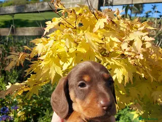Miniature Dachshund dogs perfect true to type miniature Dachshund puppies - Advert 7