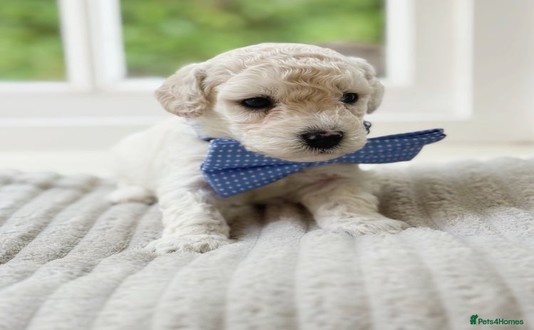 Cavapoochon dogs - Advert 1