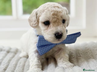 Cavapoochon dogs - Advert 10