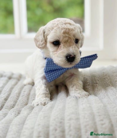 Cavapoochon dogs - Advert 5