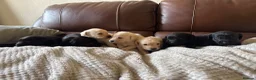Labrador Retriever dogs for sale: Labrador puppies - Advert 13