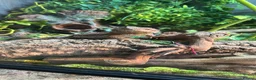 Bearded Dragon reptiles for sale: Full bearded dragon set up and bearded dragon  - Advert 2