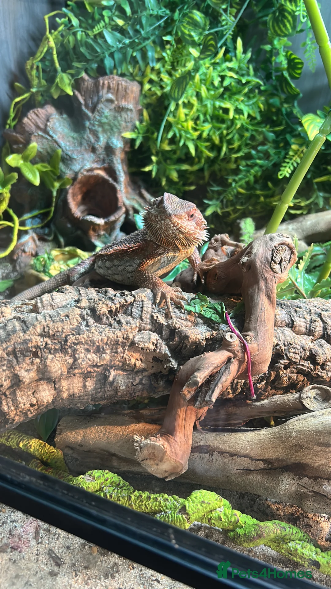 Bearded Dragon reptiles for sale: Full bearded dragon set up and bearded dragon  - Advert 2