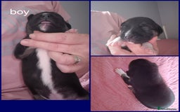 Mixed Breed dogs for sale: Mastiff cross staff puppies 🥰 - Image 3