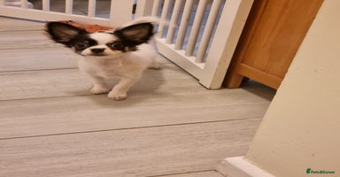 Chihuahua dogs - Advert 7