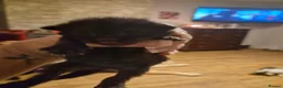 Mixed Breed cats for sale: 6 black kittens  - Advert 13