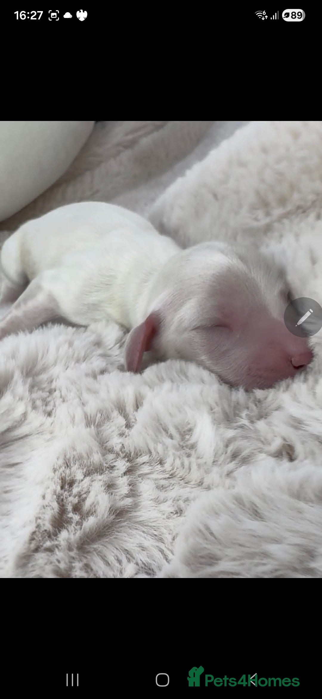 Miniature Dachshund dogs for stud: KC REG ONE OF A KIND ee/ii CREAM MINI DACHSHUND in Hinckley - Advert 35