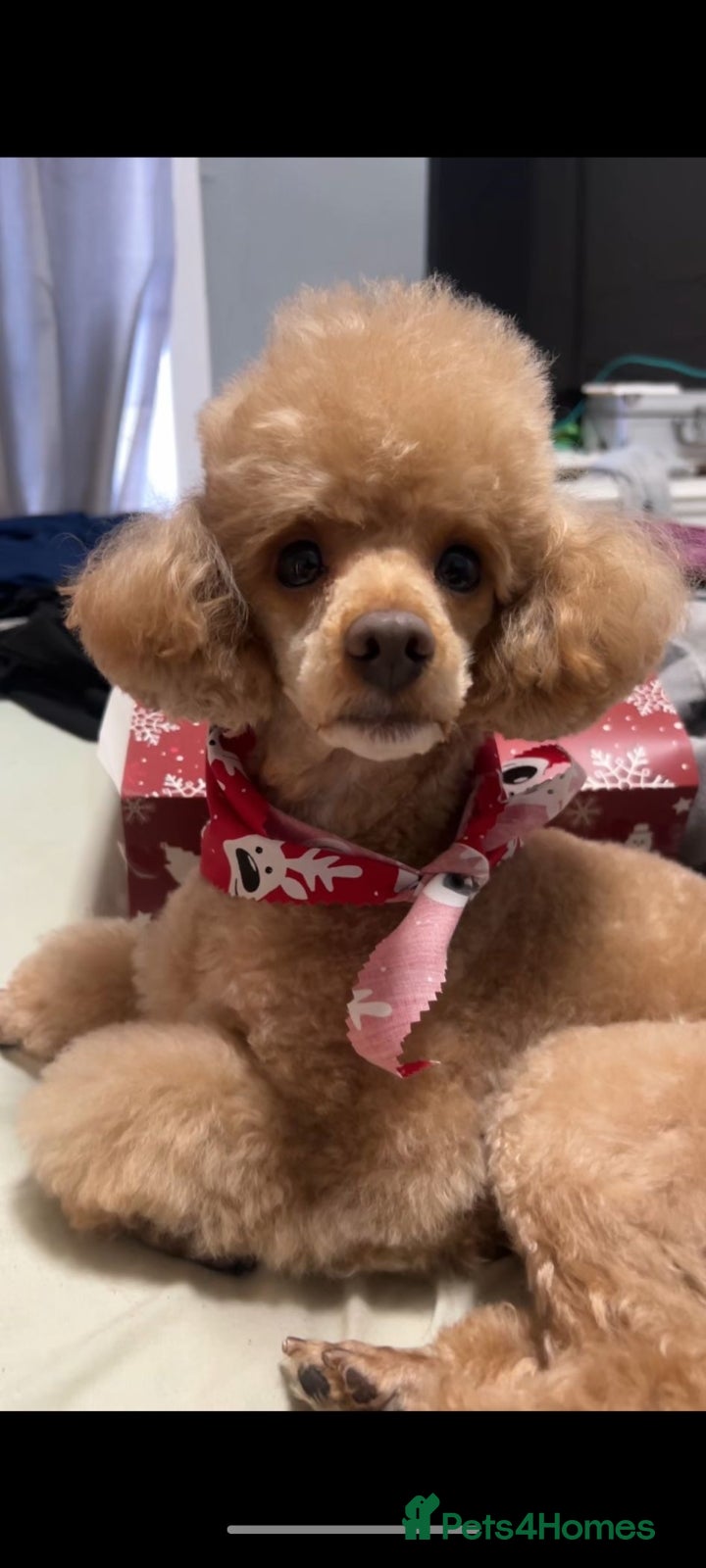 Toy Poodle dogs Toy Poodle Stud Proven!  in Manchester - Advert 20