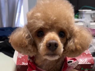 Toy Poodle dogs Toy Poodle Stud Proven! in Manchester - Advert 20