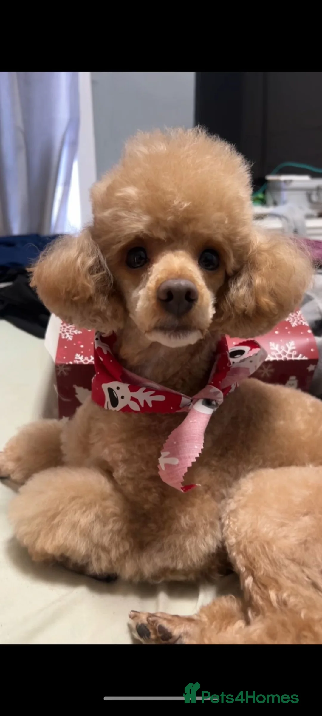 Toy Poodle dogs for stud: Toy Poodle Stud Proven!  in Manchester - Advert 1
