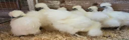 Chickens poultry for sale: White silkie bantam pullets 15 weeks in Wirral - Advert 3