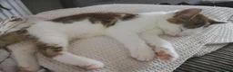 Mixed Breed cats for sale: Fluffy kitten - Advert 4