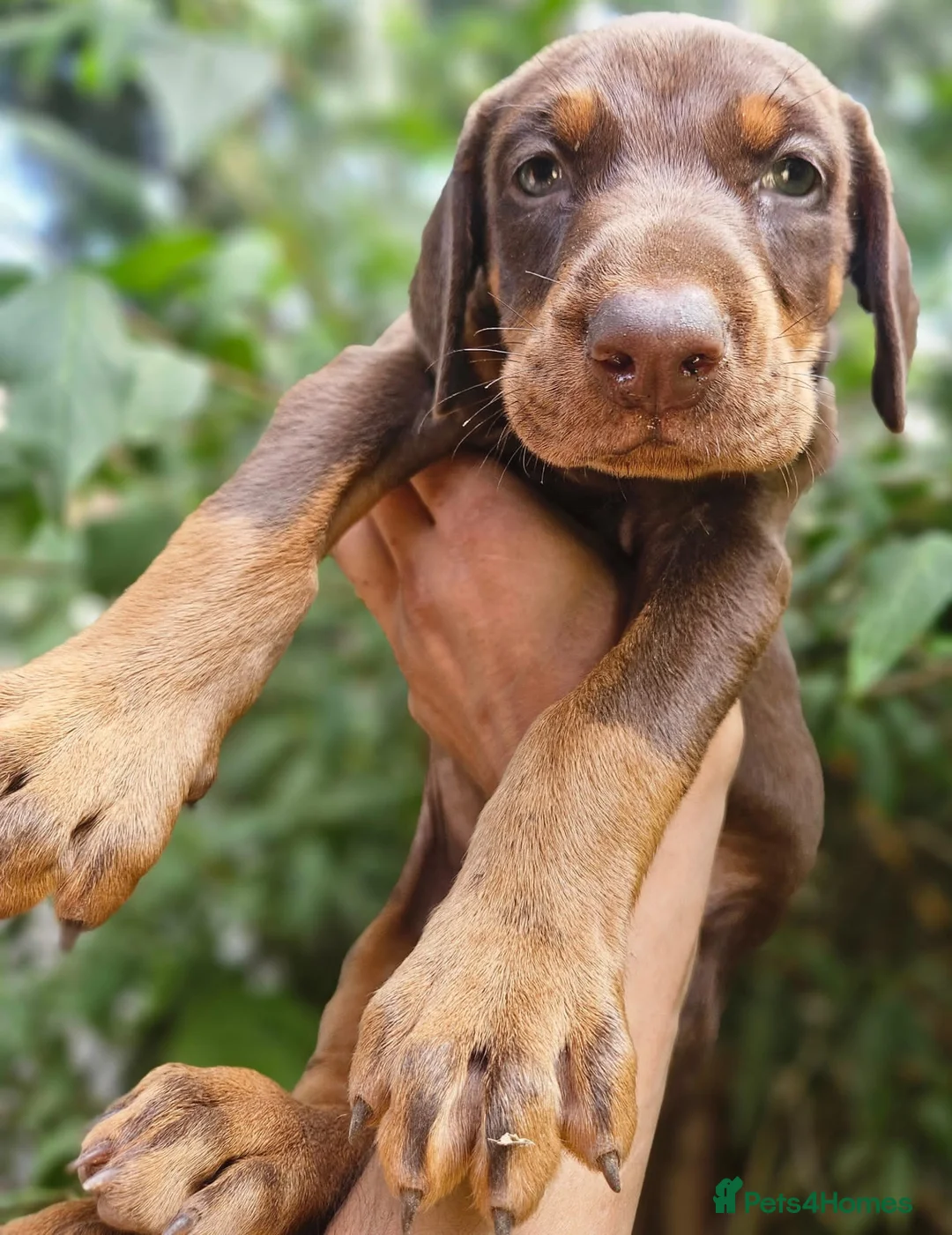 Dobermann dogs for sale: 💝🐾 Ready Now Chunky KC Registered pups 🐾 💝 - Advert 34