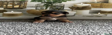 Yorkshire Terrier 1 reserved