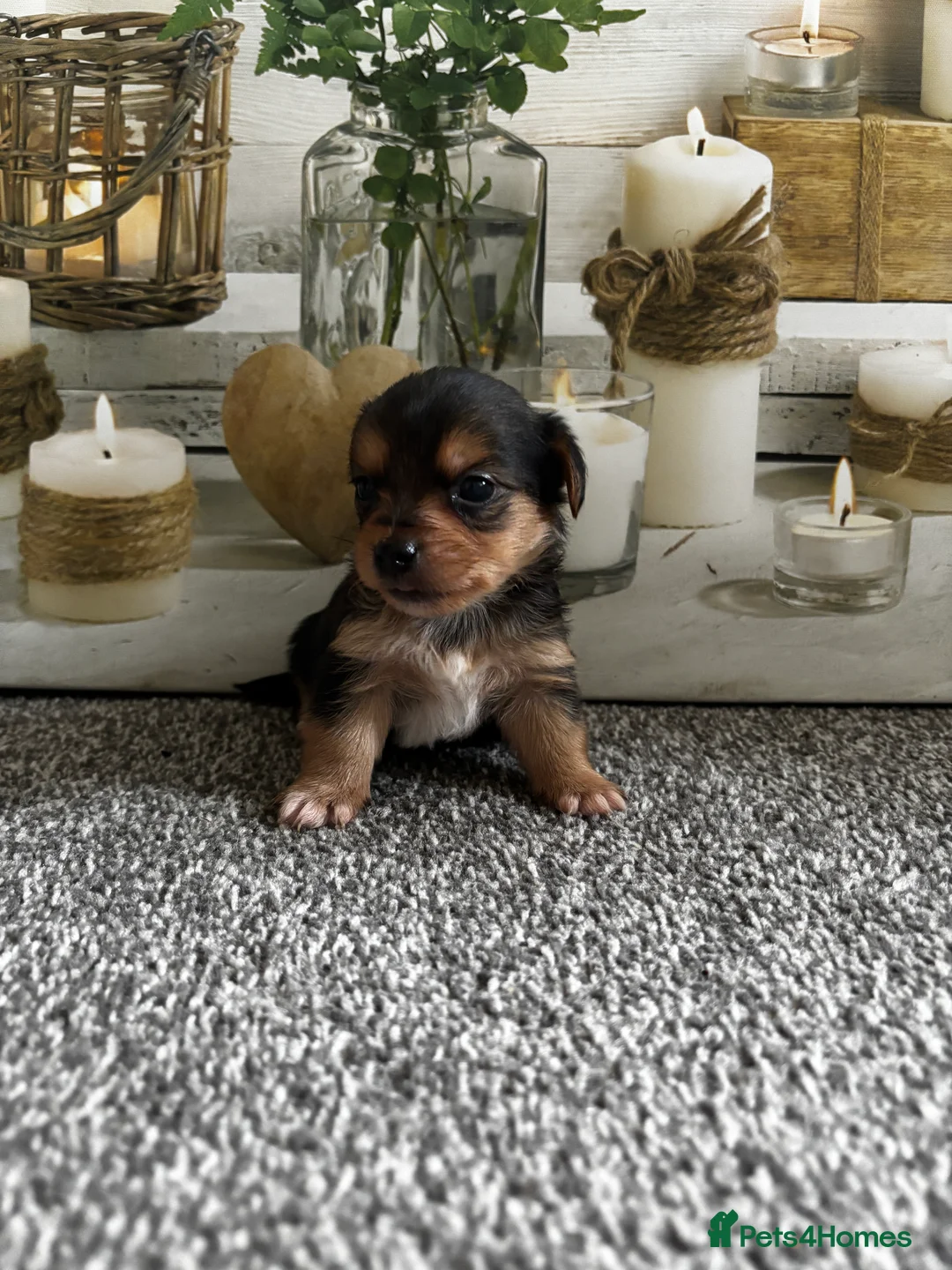 Yorkshire Terrier dogs for sale: Gorgeous Yorkshire terriers (1 girl left) - Advert 12