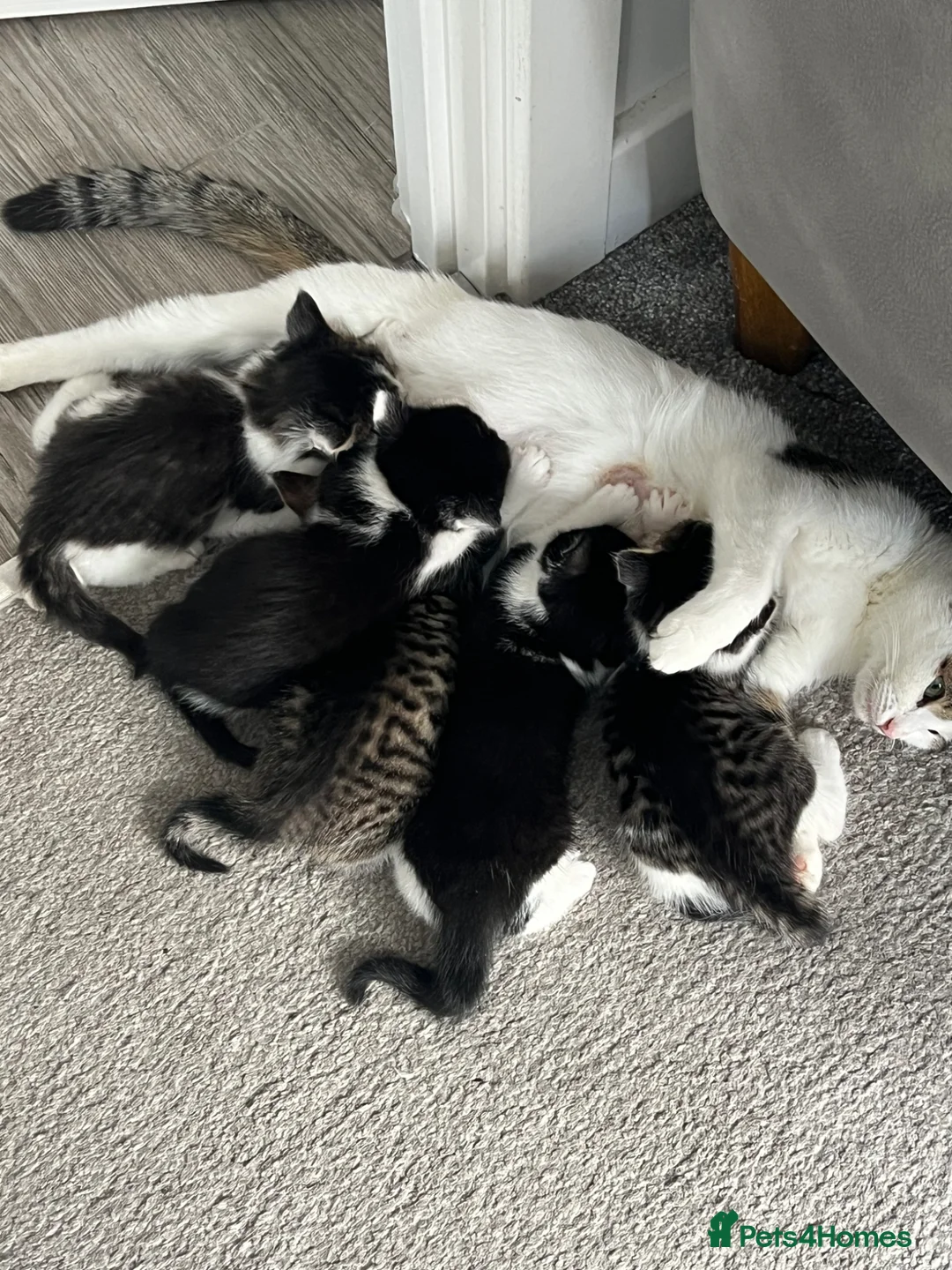 Mixed Breed cats for sale: Two black and white and three tabby cat  in Telford - Advert 1