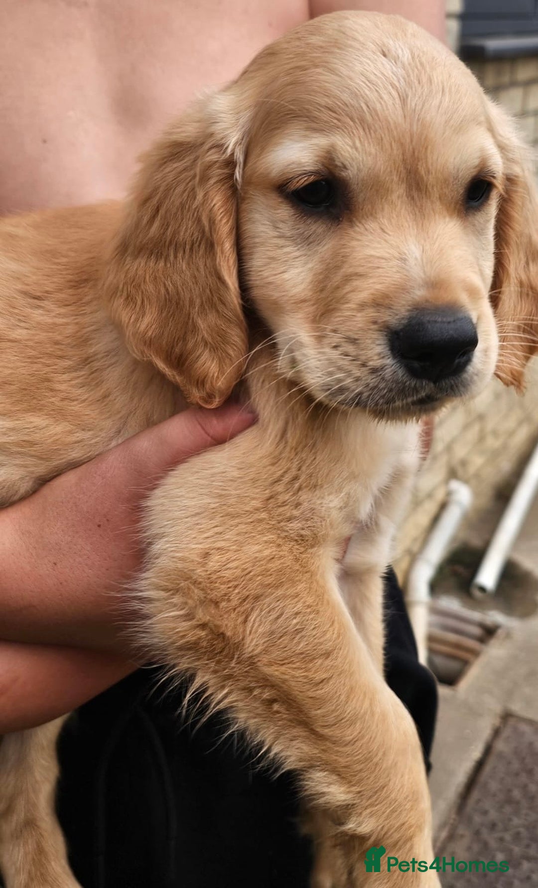 Golden Retriever dogs for sale: Golden Retriever Puppies  - Image 3