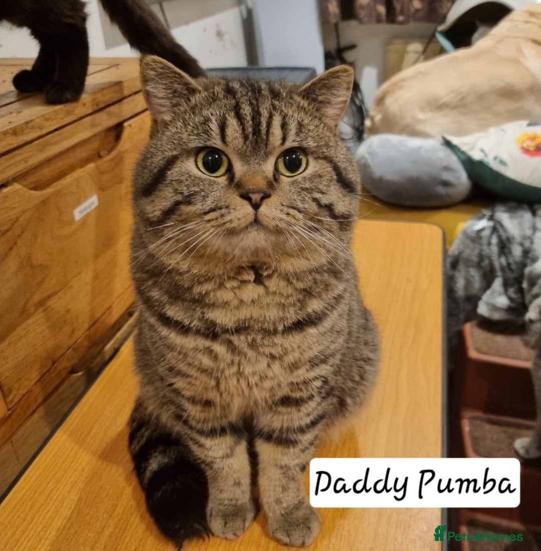 British Shorthair cats for sale: Stunning stripy British shorthair in Eastbourne - Image 8