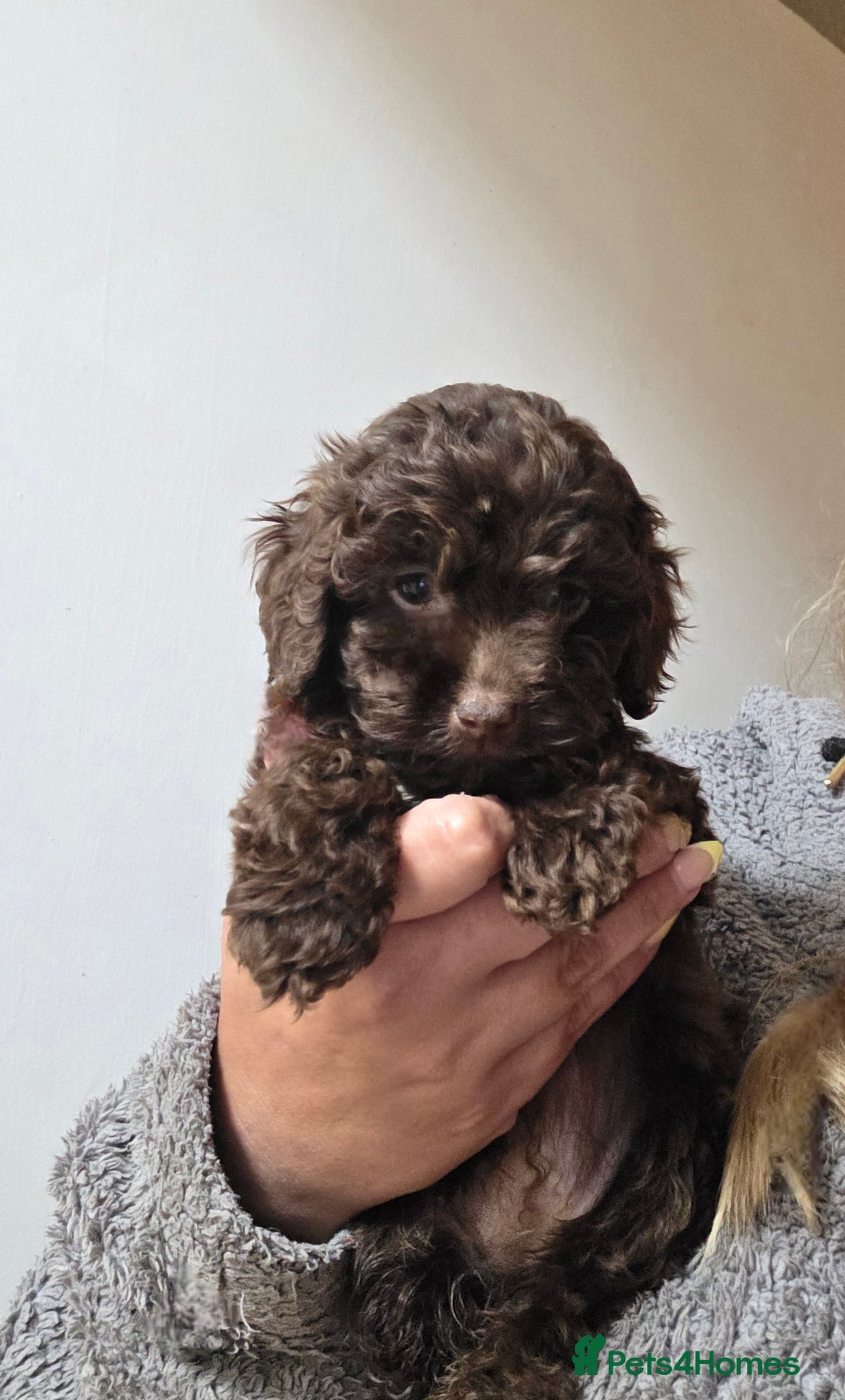 Cockapoo dogs for sale: Cockapoo puppies - Advert 3