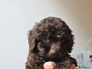 Cockapoo dogs Cockapoo puppies - Advert 5