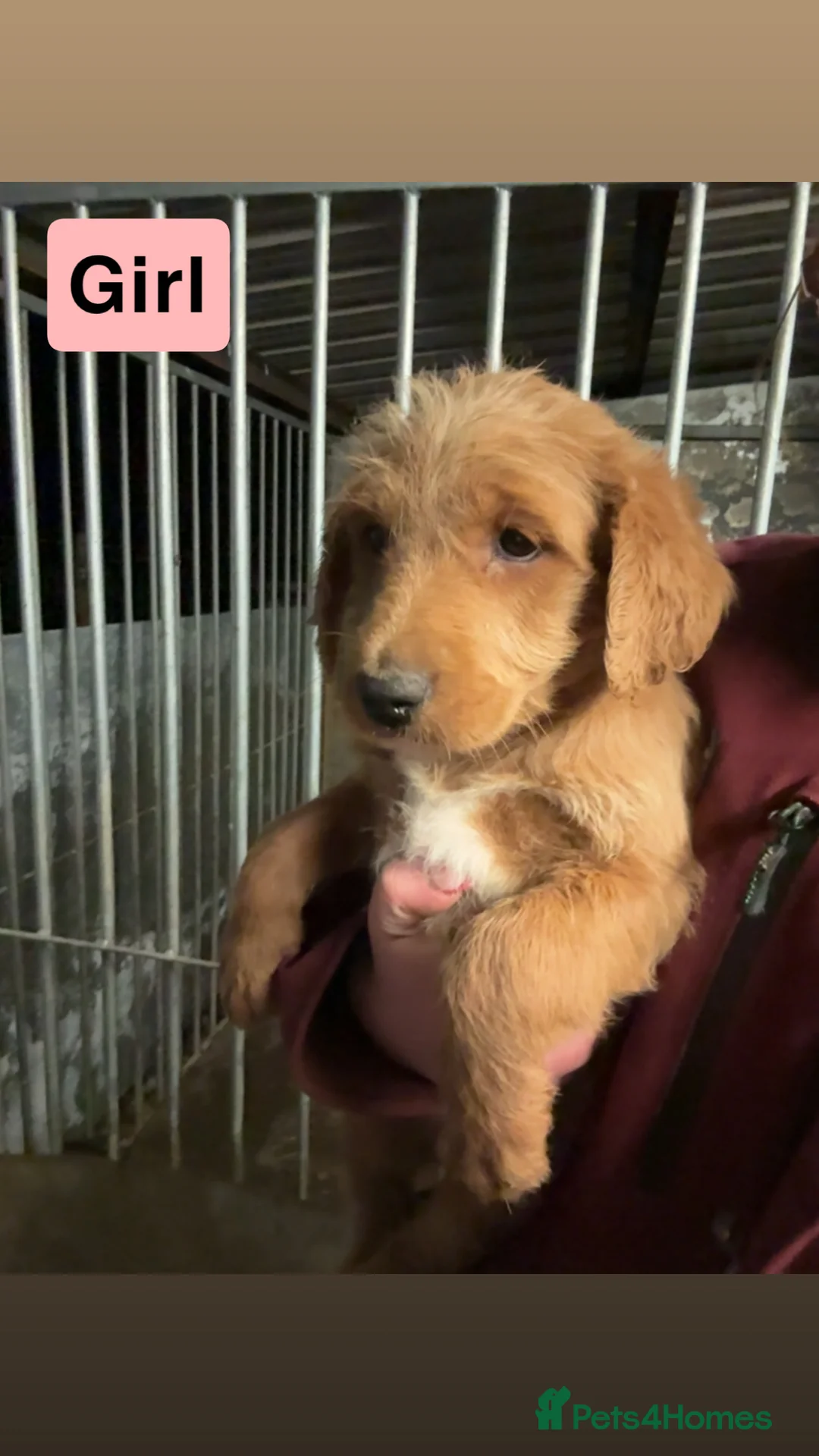 Labradoodle dogs for sale: Labradoodle pups  - Advert 5
