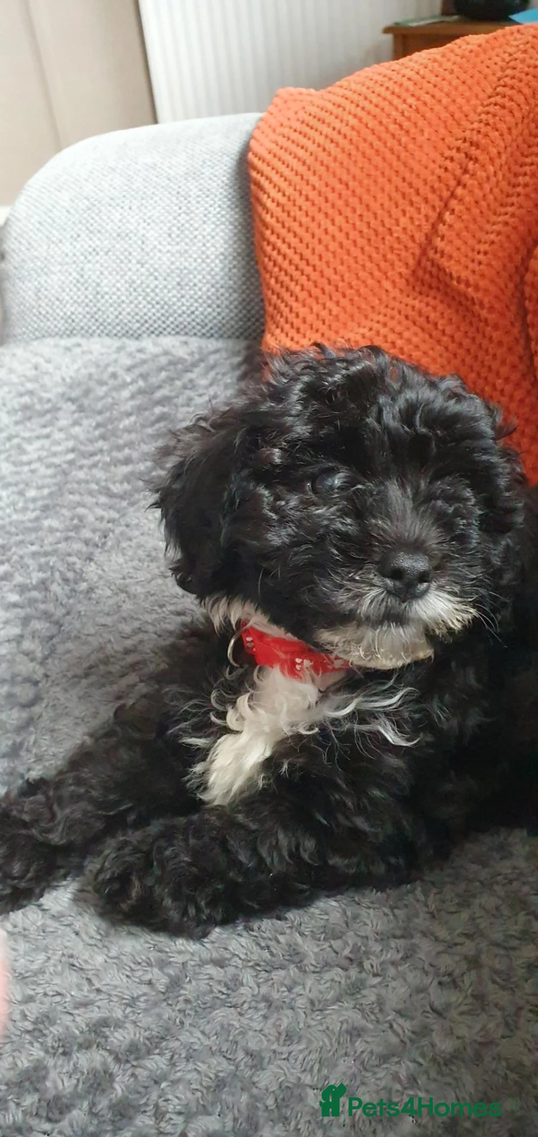 Poochon dogs for sale: Beautiful cuddly female Poochon in Gloucester - Advert 2